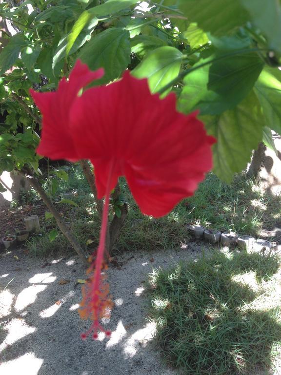 Gili Garden Bungalow Gili Meno Zewnętrze zdjęcie